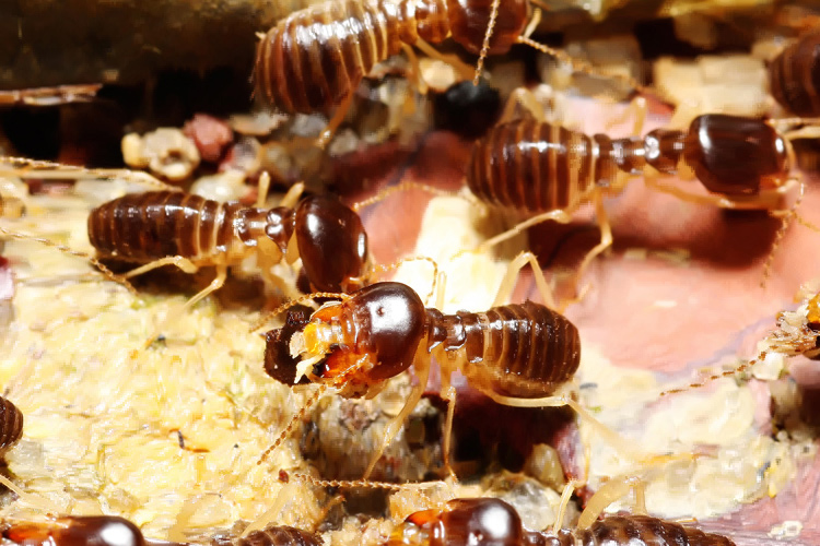 desinsectacion termitas valladolid